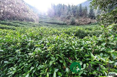 岳西的茶叶的品种有哪些(岳西有名的茶叶)